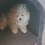 Pamuk Sekeri Tadında Safkan Pomeranian Boo