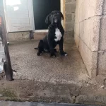 A Class Secereli Cane Corso Muazzam Fizikli Disi Yavru