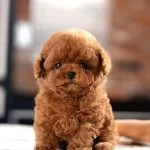 Korean Export Toy Poodle Bebeklerim