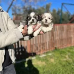 Shih Tzu Yavrularımız