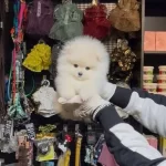 Ayı Suratlı Teddy Bear Pomerrian Boo Yavrular