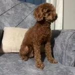 Ev Ortamında Buyumus Sosyal Ve Egitimli Kızıl Poodle