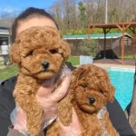 Akıllı Ve Tuy Dokmeyen Orjinal Toy Poodle Yavruları