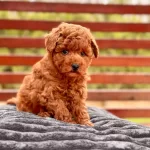 Zekası Ve Hipoalerjenik Yapısıyla Toy Poodle Yavruları