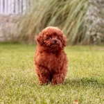 Kızıl Kahve Toy Poodle Yavruları Istanbul