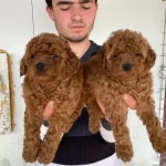 Denizli Pamukkale Toy Poodle Yavruları