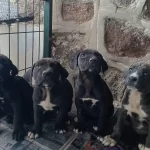 Heybetli Ve Karakterli Cane Corso Yavruları