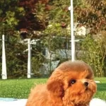 Show Kalite Toy Poodle Yavrularım