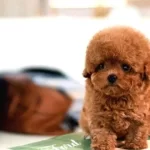 Suuper Star Toy Poodle Bebeklerimiz