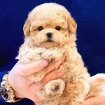 Enfes Guzellikteki Toy Poodle Bebislerimiz