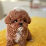 Kore Dizayn Red Toy Poodle Bebekleri