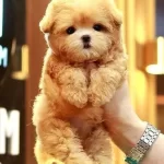 Akıllı Korean Maltipoo Bebekleri