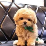 Maltipoo Bebeklerimiz Ust Duzey