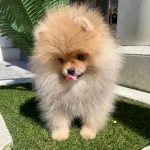 Ukrayna Soy Hattı Ayıcık Surat Pomeranian Boo