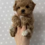 Toy Poodle Egitilebilir Zeki Yavrular Ev Uretimi