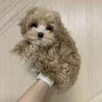 Kahve Tonlu Akıllı Maltipoo Yavruları