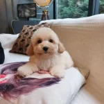 Akıllı Ve Tuy Dokmeyen Egitimli Maltipoo Yavruları