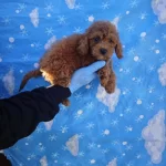 A Kalite Kıvırcık Tuy Yapılı Toy Poodle Bebekler