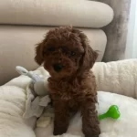 Toy Poodle Yavruları Kendi Uretimimiz Secere Garantili