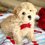 Antialerjik Yapısıyla One Cıkan Akıllı Maltipoo Bebekler