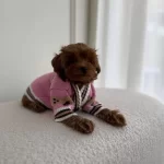 Sevimli Toy Poodle Yavrumuz