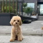 Maltipoo Cinsi Yavrular Ev Uretimi Ile Ailelerini Bekliyor