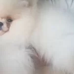Pamuk Suflesi Pomeranian Boo Sosyal Ortamların Yıldızı