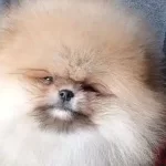 Mikro Boy Ayı Surat Pomeranian Boo Sosyal Yıldız