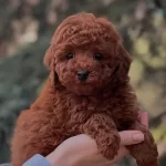 Oyuncak Gibi Toy Poodle