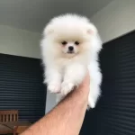 Ev Ortamında Dogup Buyumekte Olan Pomerian Boo