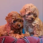 Kilo Ve Boy Garantili Maltipoo Yavrularımız