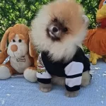 Orijinal Ayı Surat Disi Pomeranian Boo