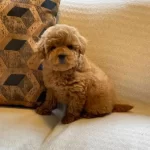 Yuva Arıyan 3 Aylık Oyuncak Poodle Akıllı Ve Sosyal