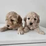 Maltipo Yavrularımız Sizlerle