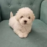 Pamuk Gibi Malteseler