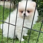 Pomerian Boo Yavrularımız