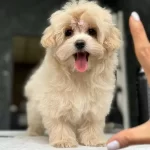 Egitimli Maltipoo Yavruları