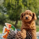 Sosyal Ve Oyuncu Maltipoo Yavruları Evin Yeni Nesesi