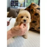 Maltipoo Bebeklerimiz