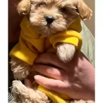 Sıfır Numara Maltipoo Bebekler