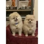 Pamuk Tuylu Pomeranian Yavrularımız