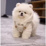 Ayicik Surat Pomeranian Boo Terapi Gibi Dost