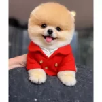 Kirmizi Ceketli Gulen Yuz Pomeranian Boo