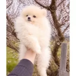 Bayram Sekeri Pomeranian Boo Kucuk Dostunuz