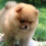 Irk Garantili Pomeranian Boo Yavruları Puppy Pet Evinde