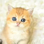 Sampiyon Soyundan Golden British Shorthair