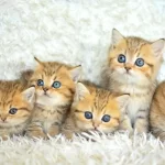 Show Clas Golden British Shorthair