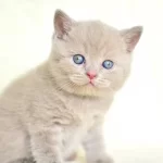 Top Kafa Lilac British Shorthair Yavrularımız