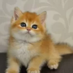 Bal Gibi Ny11 Golden British Shorthair