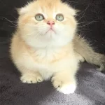 En Nadir Ny11 Golden Scottish Fold Yavrumuz